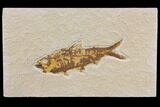 Fossil Fish (Knightia) - Wyoming #150677-1